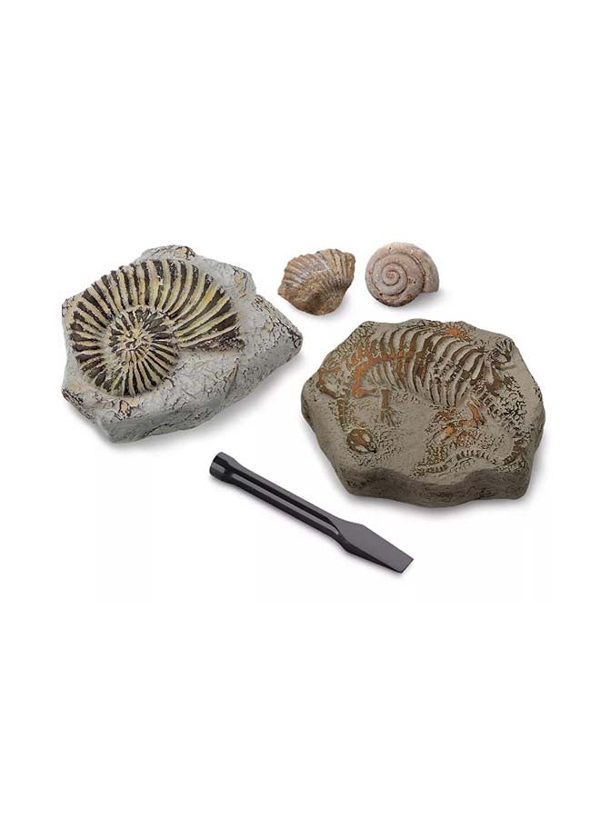 Discovery Toy Excavation Kit Mini Fossil 2PC 22.86 x 22.86 x 7.11cm